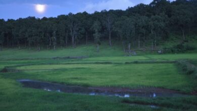 13 से सजेगा तीन दिवसीय मैनपाट महोत्सव का भव्य मंच, मनोज तिवारी और बॉलीवुड सिंगर कनिका बिखेरेंगी जलवा 13 से सजेगा तीन दिवसीय मैनपाट महोत्सव का भव्य मंच, मनोज तिवारी और बॉलीवुड सिंगर कनिका बिखेरेंगी जलवा