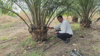 рдкрд╛рдо рдСрдпрд▓ рдХреА рдЦреЗрддреА рд╕реЗ рдХрд┐рд╕рд╛рди рдореБрдХреЗрд╢ рдХрдорд╛ рд░рд╣реЗ рд╣реИрдВ рдПрдХ рдкреЗрдбрд╝ рд╕реЗ 3 рд╣рдЬрд╛рд░ рд╡рд╛рд░реНрд╖рд┐рдХ рдЖрдп рдкрд╛рдо рдСрдпрд▓ рдХреА рдЦреЗрддреА рд╕реЗ рдХрд┐рд╕рд╛рди рдореБрдХреЗрд╢ рдХрдорд╛ рд░рд╣реЗ рд╣реИрдВ рдПрдХ рдкреЗрдбрд╝ рд╕реЗ 3 рд╣рдЬрд╛рд░ рд╡рд╛рд░реНрд╖рд┐рдХ рдЖрдп