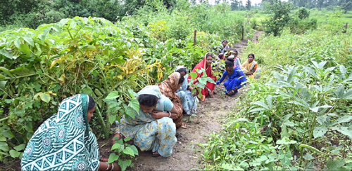 рдШрд░реЛрдВ рдХреА рдмрд╛рдбрд╝реА рдмрдиреА рдорд╣рд┐рд▓рд╛рдУрдВ рдХреА рддрд░рдХреНрдХреА рдХреА рд░рд╛рд╣, рдмрд╛рдбрд╝реА рдореЗрдВ рд░реЛрдкрд┐рдд рдФрд╖рдзрд┐ рдкреМрдзреЗ рдмрдиреЗ рдЕрддрд┐рд░рд┐рдХреНрдд рдЖрдп рдХрд╛ рд╕рд╛рдзрди рдШрд░реЛрдВ рдХреА рдмрд╛рдбрд╝реА рдмрдиреА рдорд╣рд┐рд▓рд╛рдУрдВ рдХреА рддрд░рдХреНрдХреА рдХреА рд░рд╛рд╣, рдмрд╛рдбрд╝реА рдореЗрдВ рд░реЛрдкрд┐рдд рдФрд╖рдзрд┐ рдкреМрдзреЗ рдмрдиреЗ рдЕрддрд┐рд░рд┐рдХреНрдд рдЖрдп рдХрд╛ рд╕рд╛рдзрди