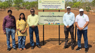 शुगरबीट की किस्म एलएस-6 की खेती एवं गन्ना के साथ अंतफसली पर अनुसंधान प्रारंभ शुगरबीट की किस्म एलएस-6 की खेती एवं गन्ना के साथ अंतफसली पर अनुसंधान प्रारंभ