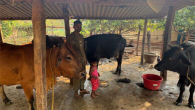 पशुपालन से बदली प्यारेलाल की जिंदगी, डेयरी व्यवसाय बना आय का मजबूत साधन पशुपालन से बदली प्यारेलाल की जिंदगी, डेयरी व्यवसाय बना आय का मजबूत साधन